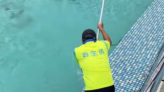 广东清远景区泳池惊现游蛇 景区称系无毒蛇已处理