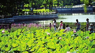 7月22日 省城迎泽公园夏荷盛景启幕邀市民赏香
