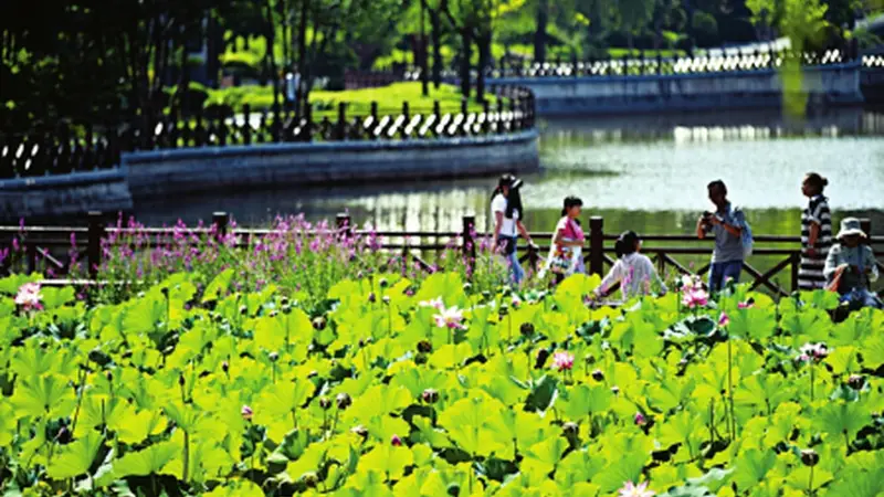 7月22日 省城迎泽公园夏荷盛景启幕邀市民赏香