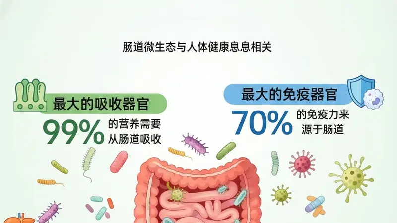 发酵食品养肠有讲究：不同菌种功效各异，选错可能扰乱肠道菌群平衡