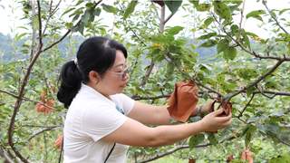 贵州独山百泉湖村梨园自助采摘受热捧