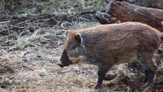 夏威夷野猪泛滥：40万头猪横行度假胜地，源于芭乐高产