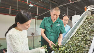 佛子岭镇长岭村夏茶采收启幕 夏秋茶增收项目带动农户年增效益