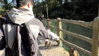 峨眉山景区回应：猴子天生怕蛇 不建议游客模仿使用假蛇防猴