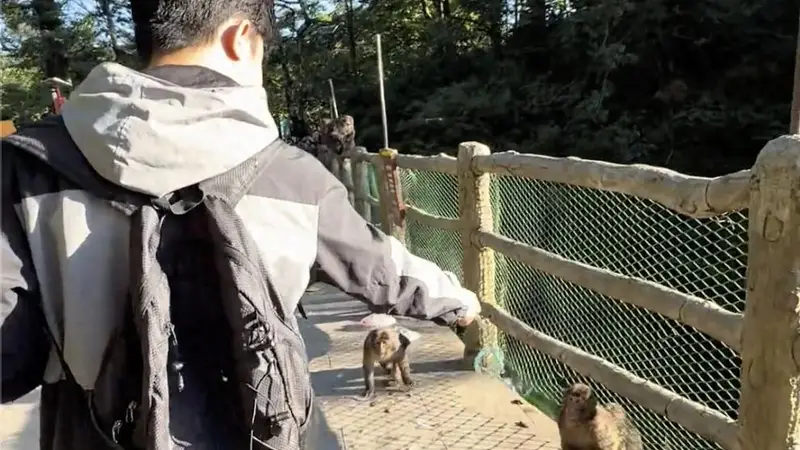 峨眉山景区回应：猴子天生怕蛇 不建议游客模仿使用假蛇防猴