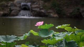 团河行宫遗址公园荷花盛开 水园相依景致重现