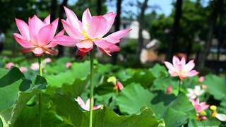 河南新县夏日荷塘引游人如织