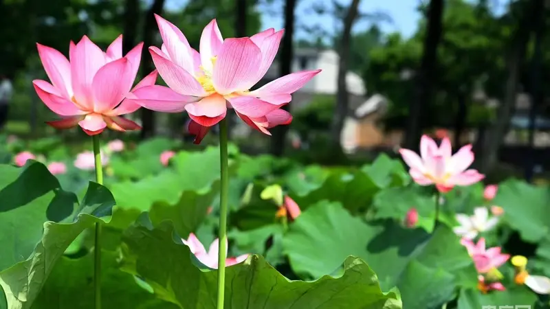 河南新县夏日荷塘引游人如织